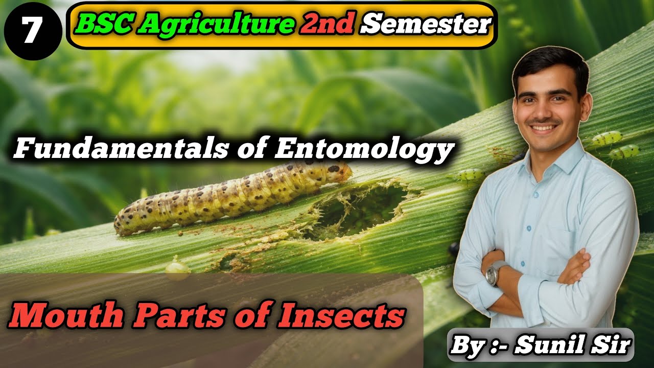 Mouth Parts of Insect / Insect Mouth Parts Types | Entomology Lecture / BSc Agriculture 2nd Semester