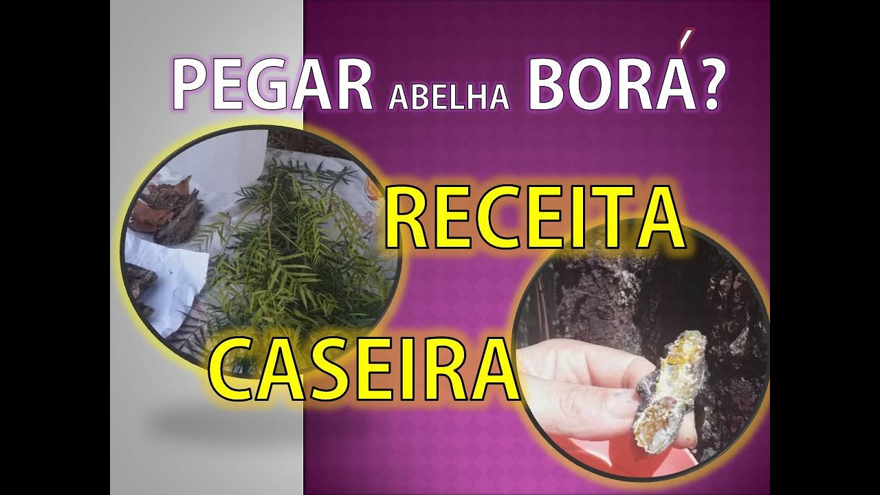 Como pegar abelha borá com Atrativo Caseiro