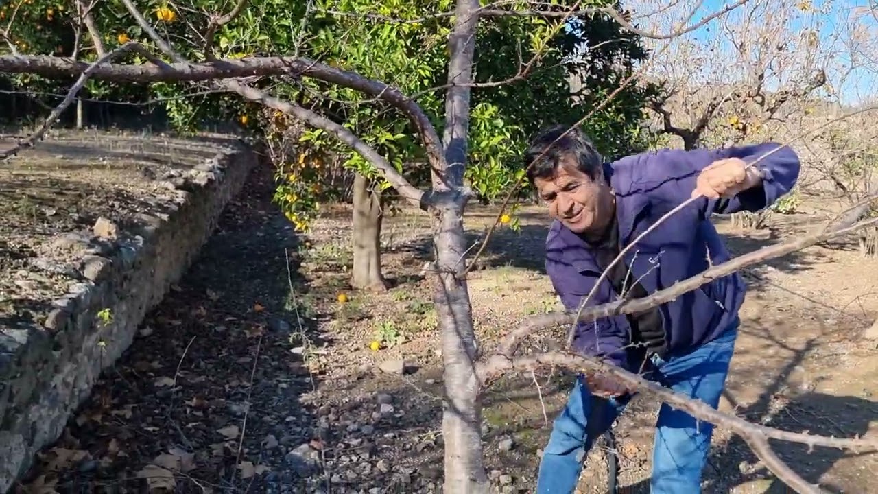 احسن تزبير لشجرة البرقوق