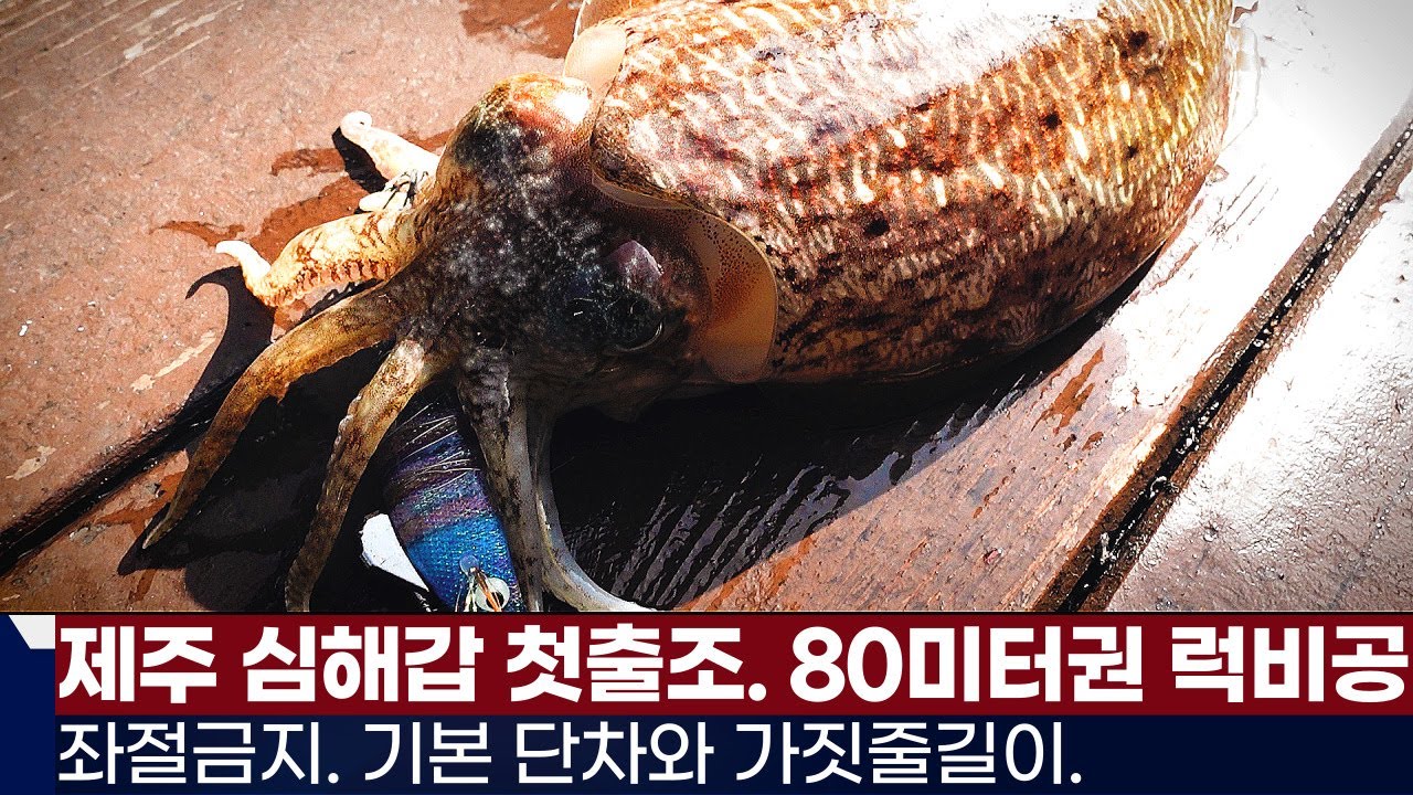 [풍낚TV] 제주 심해갑오징어 첫출조/기본단차와 가짓줄의 길이/좌절금지/제주 그레이호/Cuttlefish War in Je-Ju
