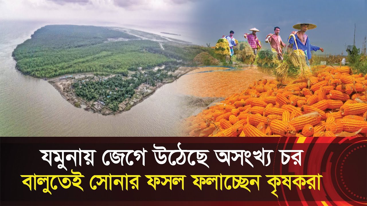 যমুনায় জেগে উঠেছে অসংখ্য চর !! বালুতেই সোনার ফসল !! Chak Gopal Island, Bangladesh