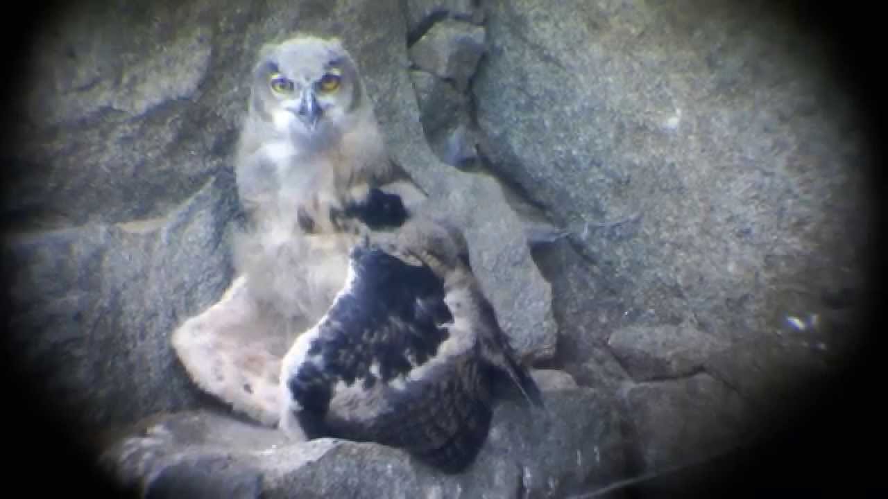 Uhu Jungvogel yt