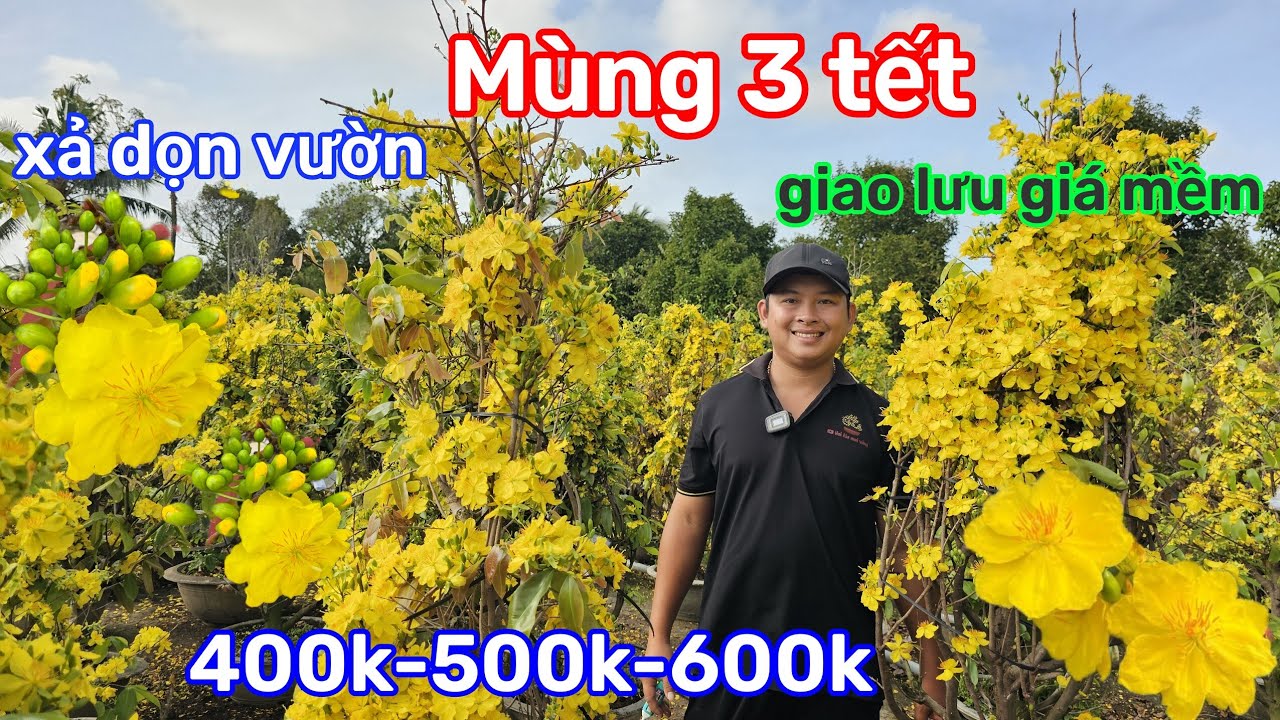 🌲19/2☎️Vườn mai 2 Lúa☎️giảo thủ đức rin🌲giảo cánh tròn🌲hoa bự🌲siêu nhiều bông🌲thanh lý gấp 