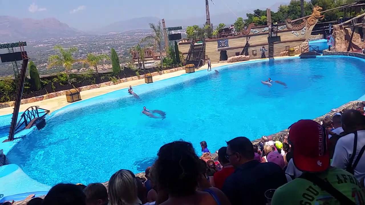 Dolphin show at mundomar