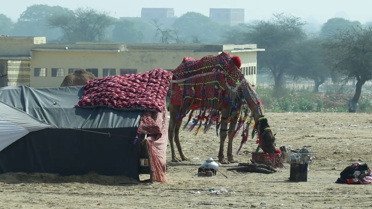 बंजारों का एक खूबसूरत ऊंट सज धज कर तैयार है  