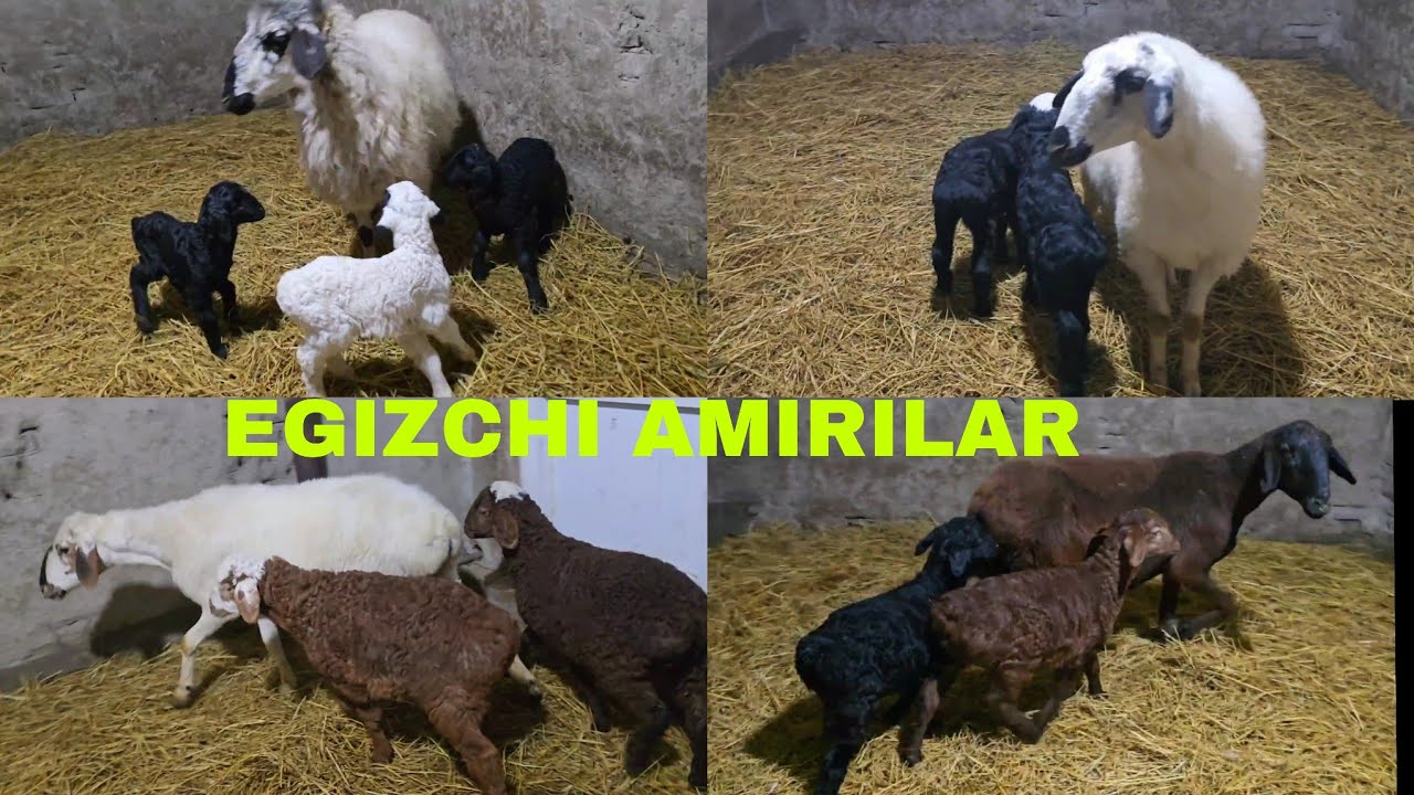 Egizchi qoraquloqlar ishqibozlariga egizchi 2 va 3 bolali qoylar 3 февраля 2026 г.