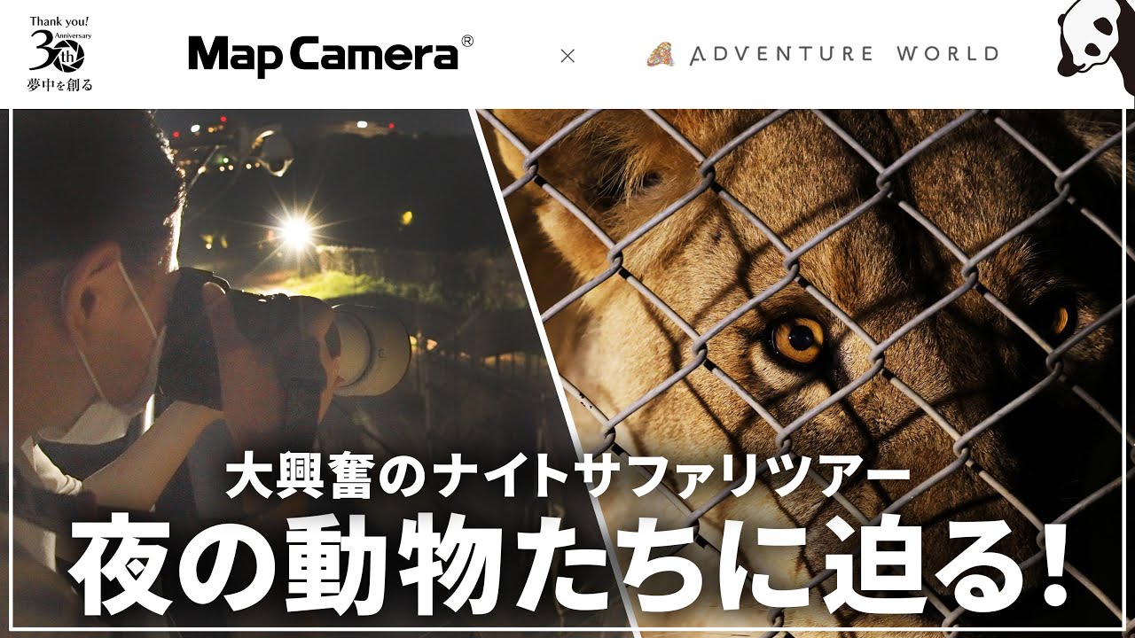 【EOS R6 MarkIIの高感度性能に驚愕！】カメラ専門店スタッフがライオンを捉える！ナイトサファリ in アドベンチャーワールド