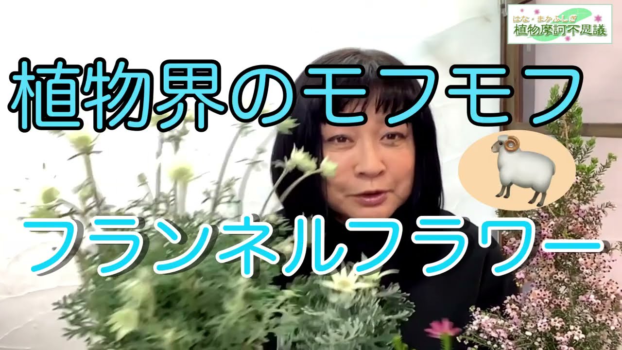 20210319　植物界のモフモフ！　フランネルフラワー