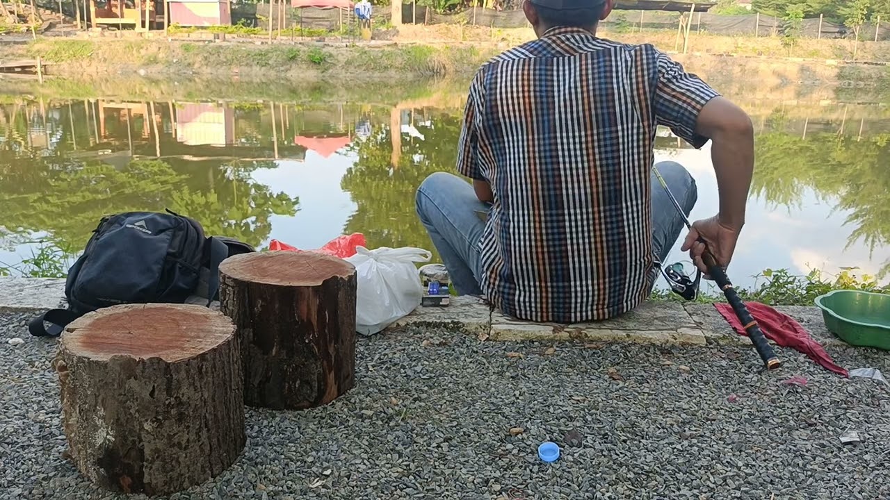 IKAN PATIN MULAI MENYAMBAR SETELAH MOGOK MAKAN