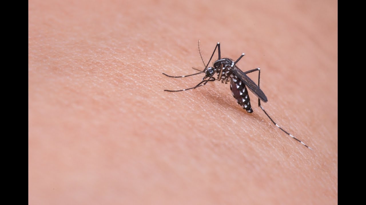 mosquito est&aacute; zumbindo