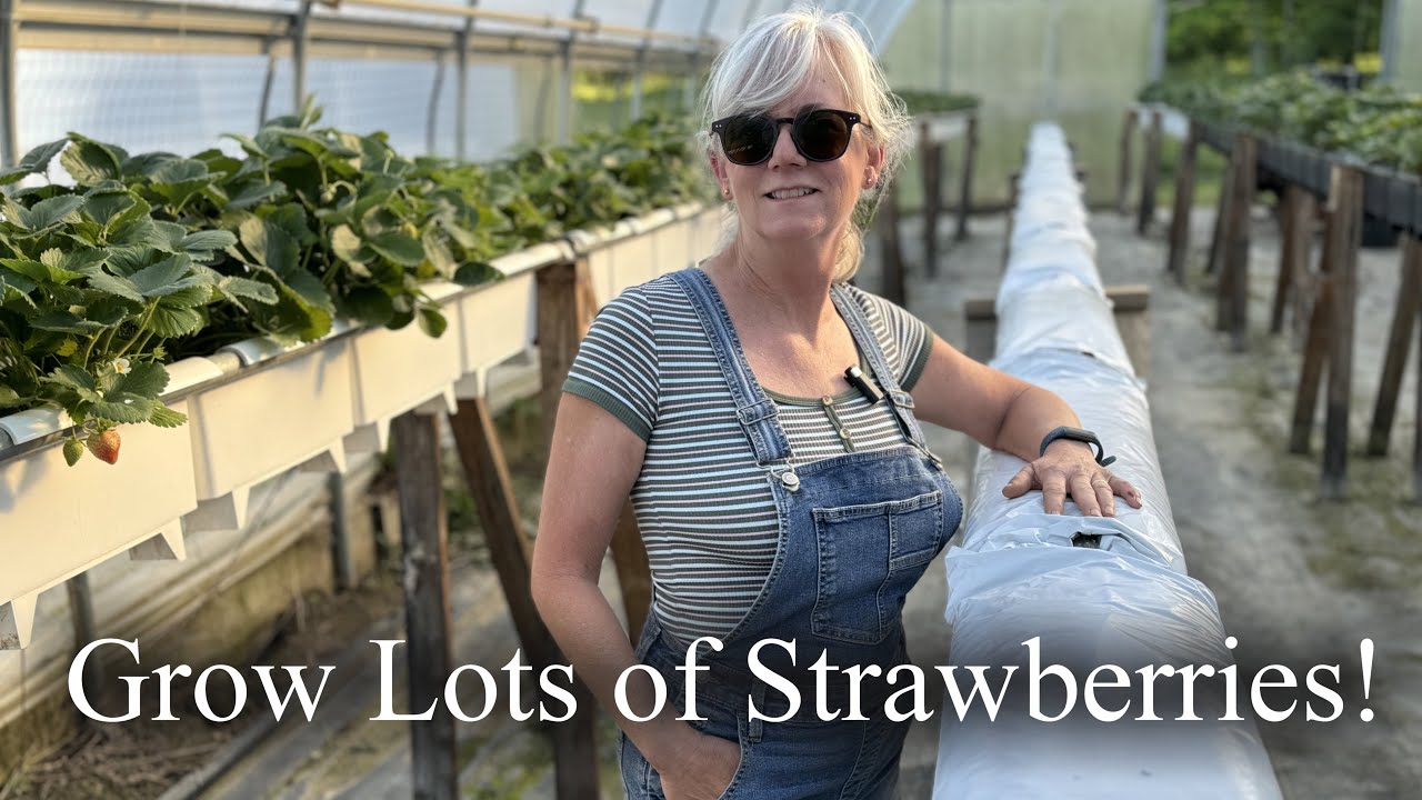 Easy way to Grow Strawberries!