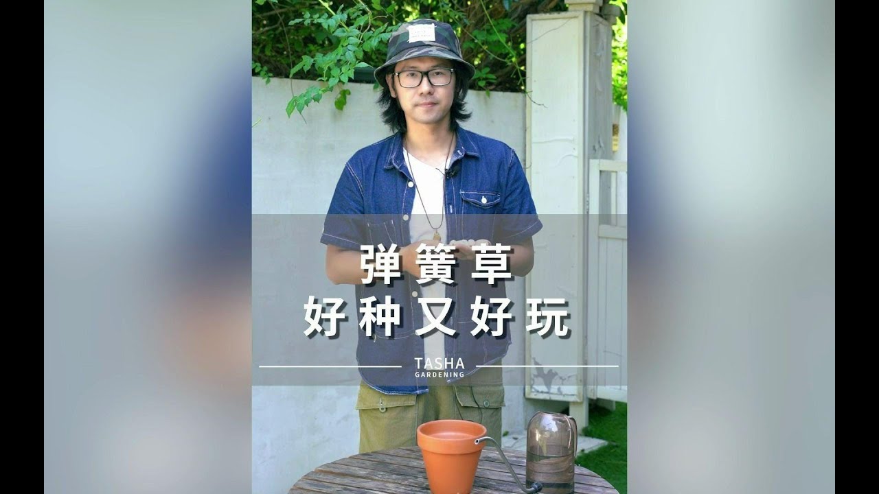 弹簧草 好种又好玩