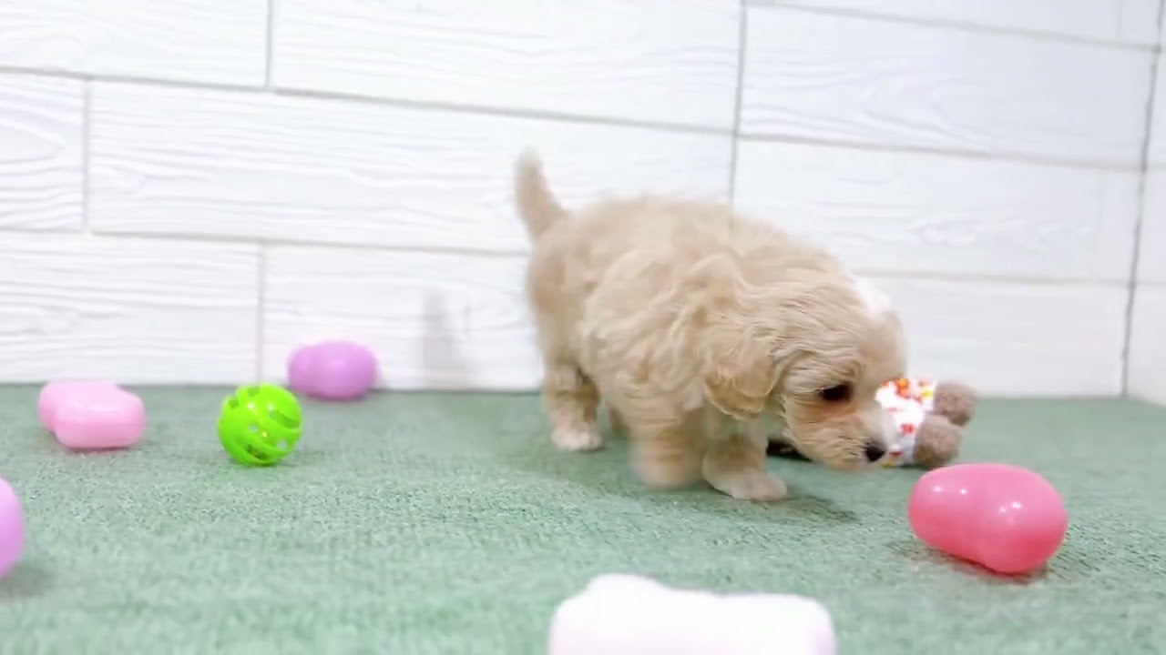 みくりちゃん緑