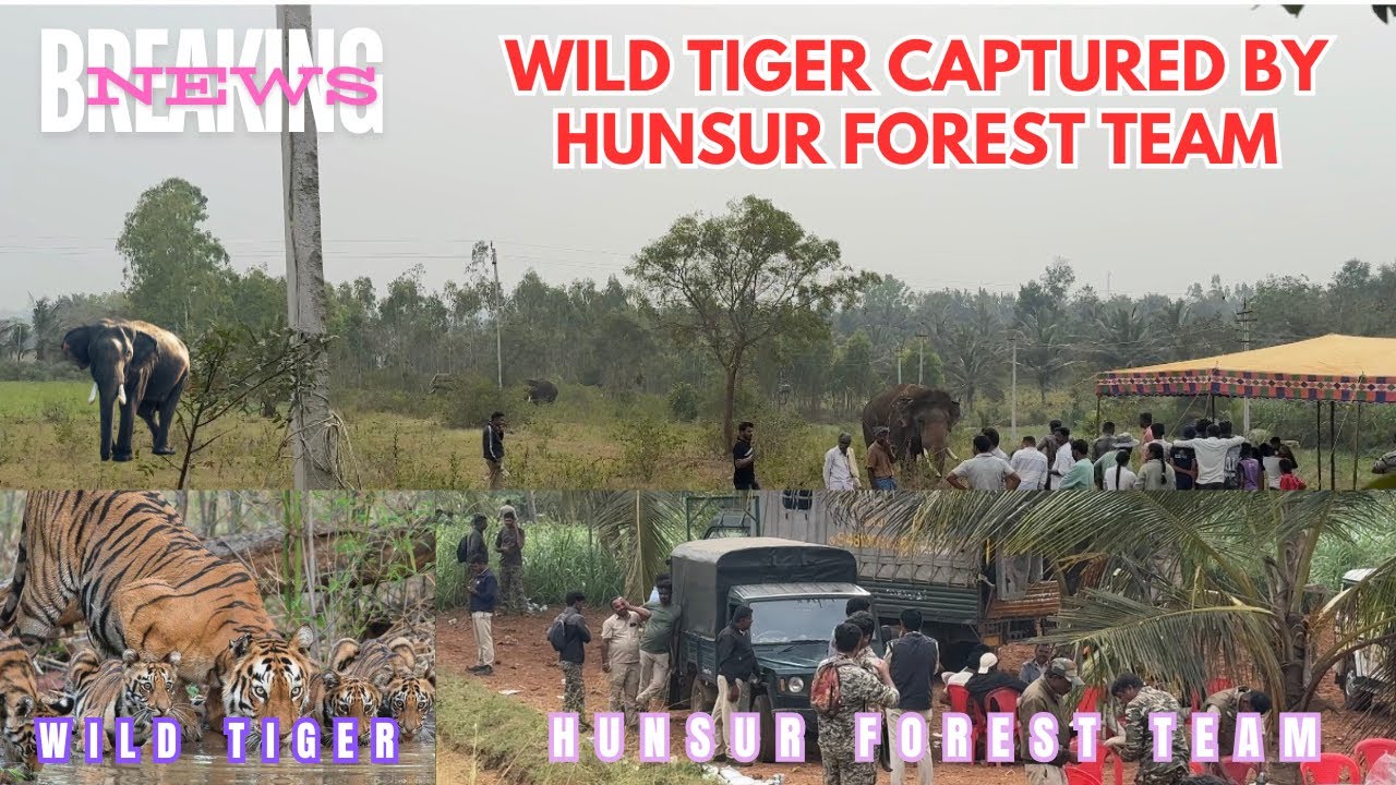 Hunsur Forest Team Successfully Captures Wild Tiger 🐅 mother in Gurupura Village #tibetanvlogger 