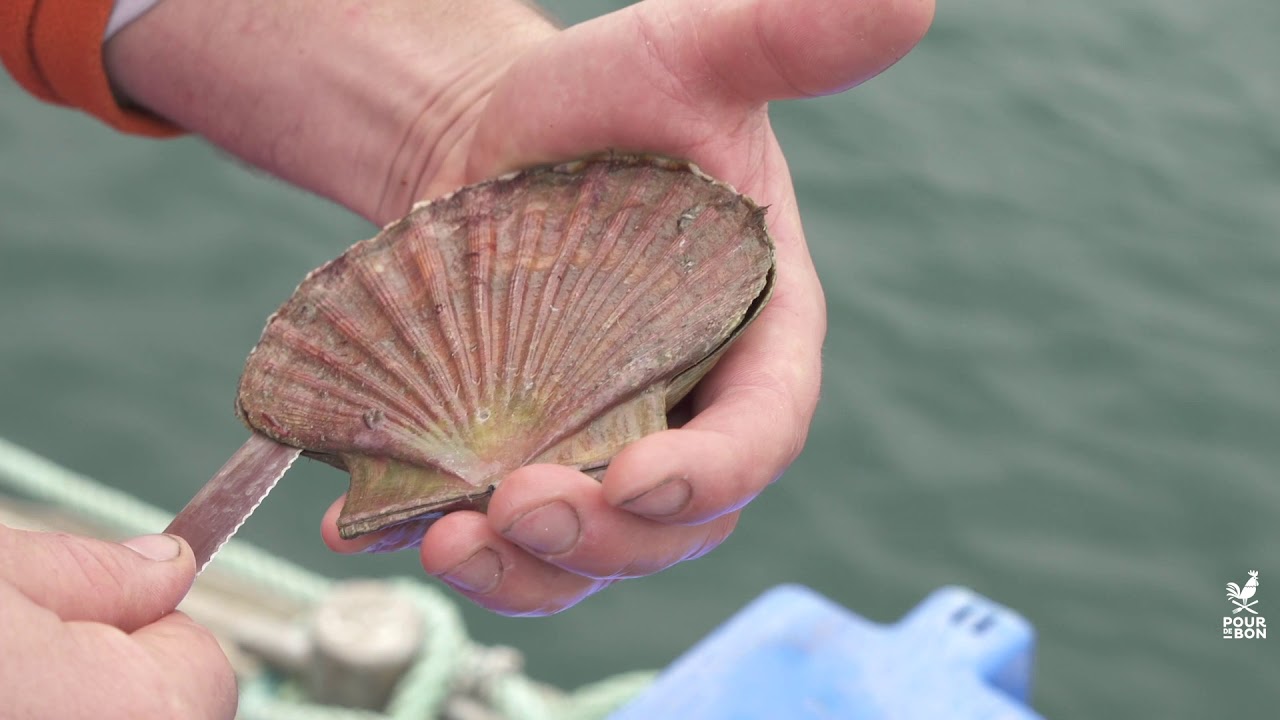 Comment ouvrir des coquilles Saint-Jacques ?