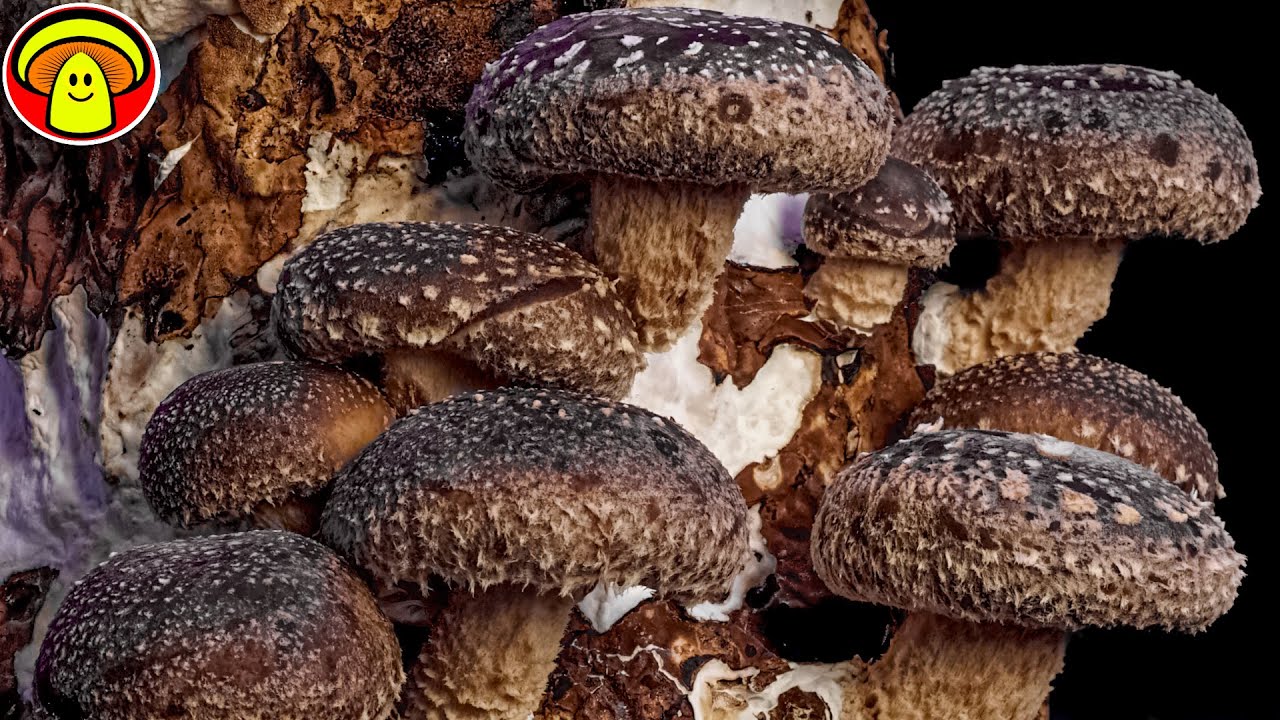 Shiitake Mushroom 7 Day Grow Time Lapse
