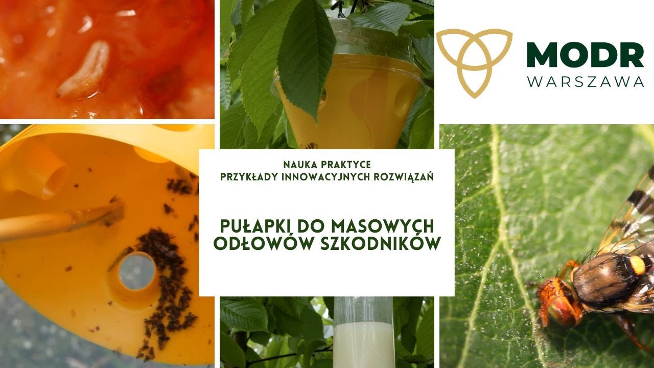 Pułapki do masowych odłow&oacute;w szkodnik&oacute;w
