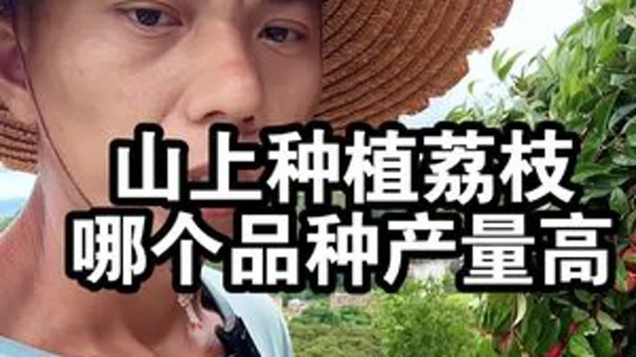 山坡上种植荔枝哪个品种高产？品质好 #荔枝 #桂味荔枝 #仙进奉荔枝