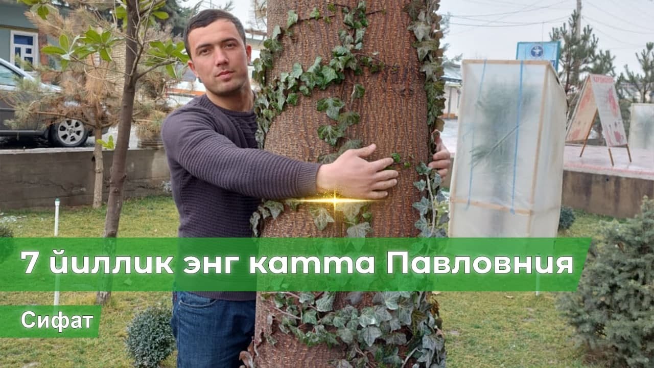 7 йиллик энг катта Павловния    #Павлония #Pavloniya #Paulowia