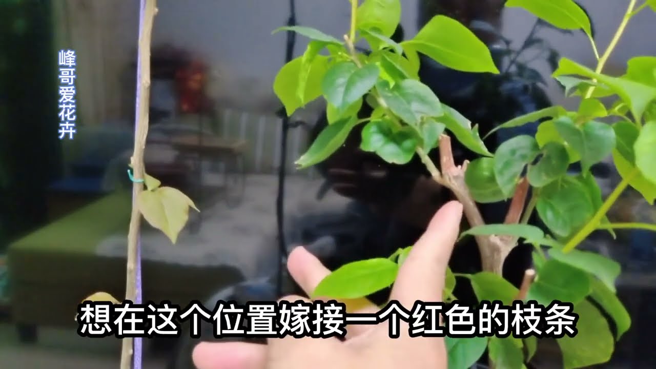 手把手教你嫁接三角梅，这样做成活率高，一盆多色非常漂亮