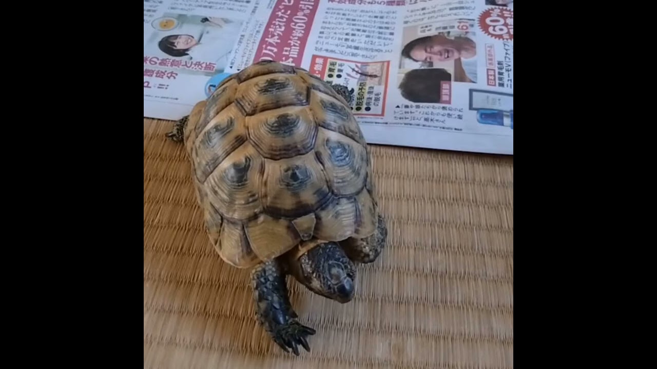 1月20日のNOKONOKOとLIVEの切抜です🥰👋⭐️♥️🐢　　　　　　　　　　　　　　　　　　　 NOKONOKO January 20th 🥰👋⭐️♥️🐢