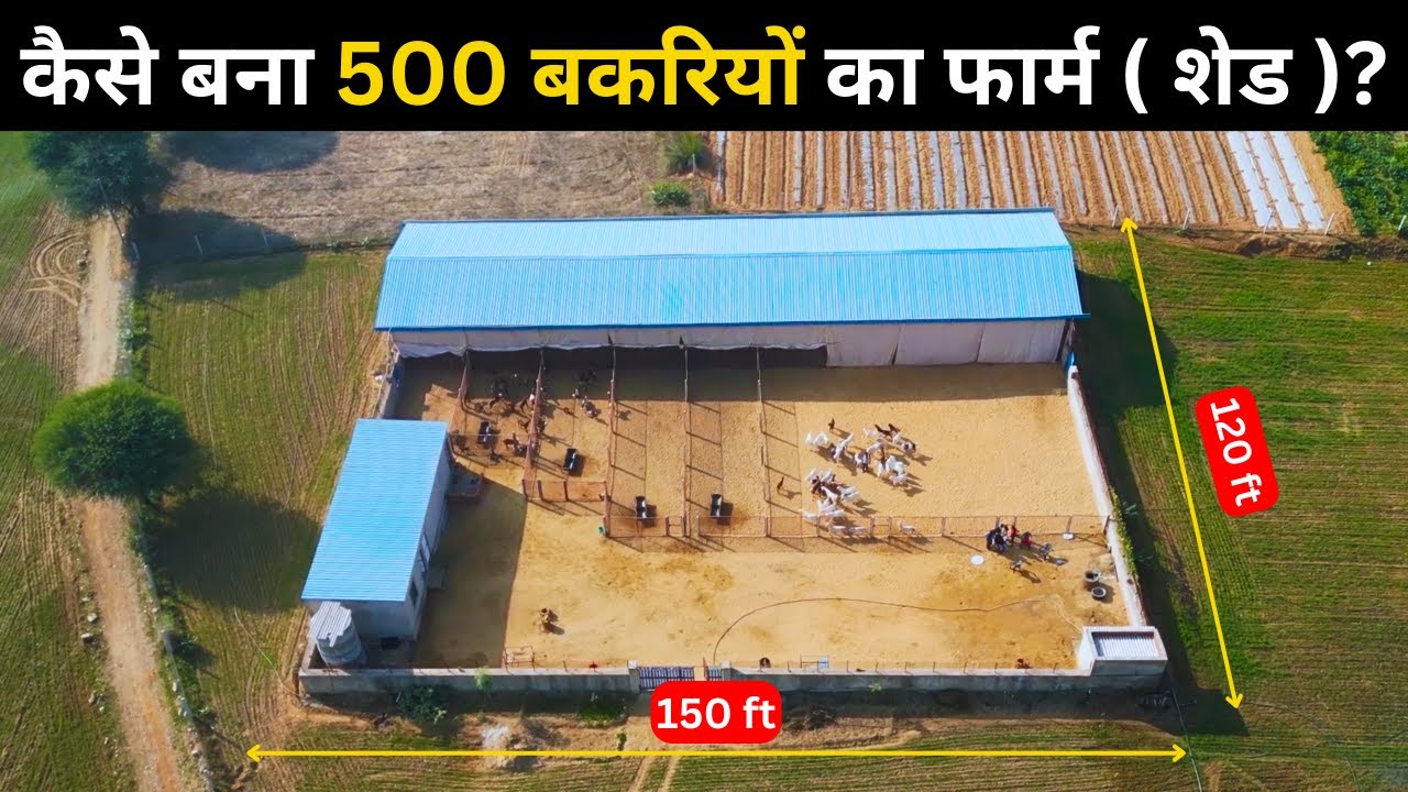 कैसे बना 500 बकरियों का फार्म ( शेड ) ? | goat farm shed |bakri palan |harish yadav