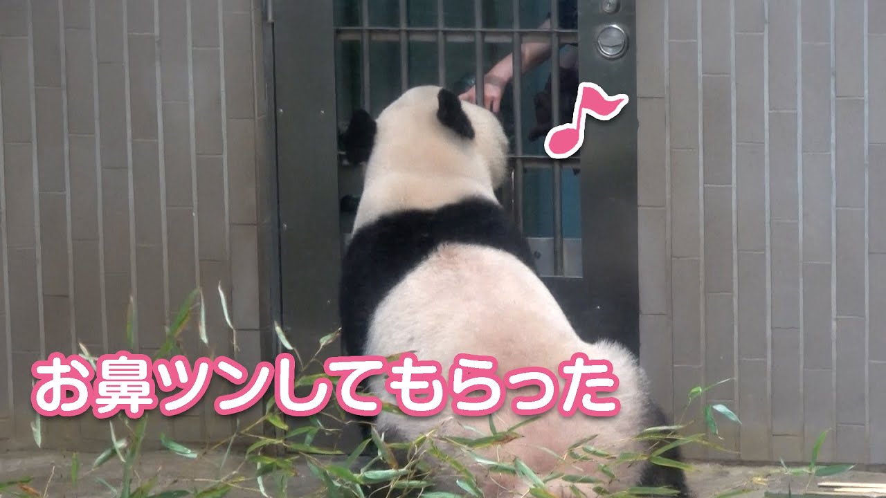 2020/11/11 (2) お姉さんにお鼻ツンしてもらえたシャンシャン♡　Giant Panda Xiang Xiang