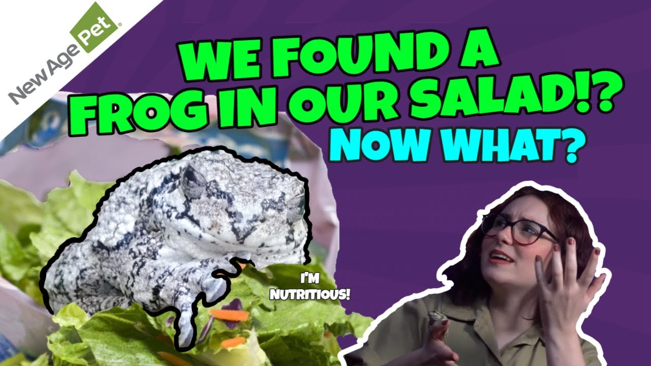 Lost Grey Tree Frog Needs A New Home - New Age Pet To The Rescue!! || Enclosure Build!!