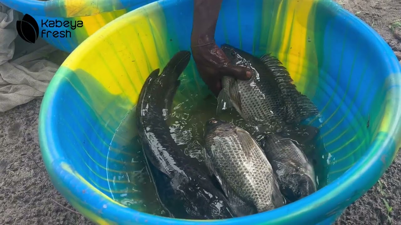 CE 20 DÉCEMBRE, KINSHASA GOÛTE À L’EXCELLENCE !