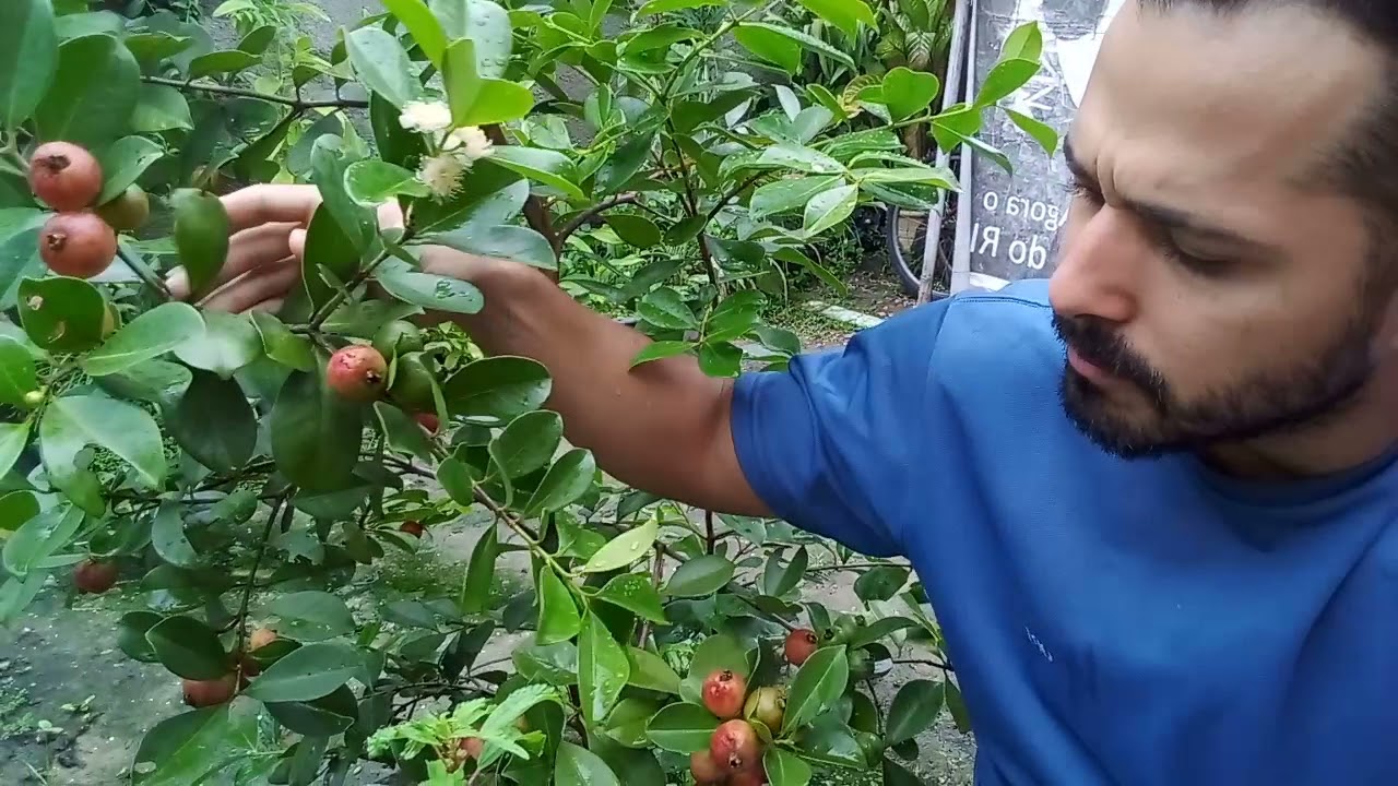 Araçá vermelho (psidium cattleianum).