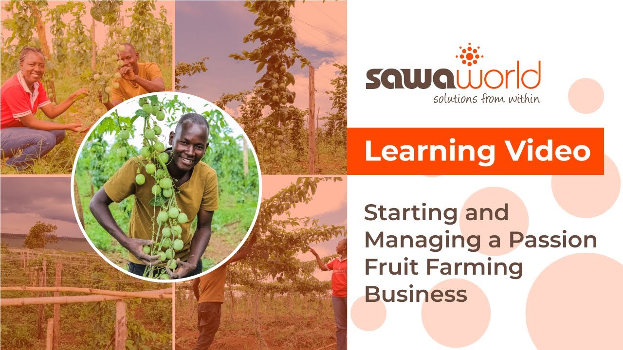 Starting and Managing a Passion Fruit Farming Business: A Beginner's Step-by-Step Guide