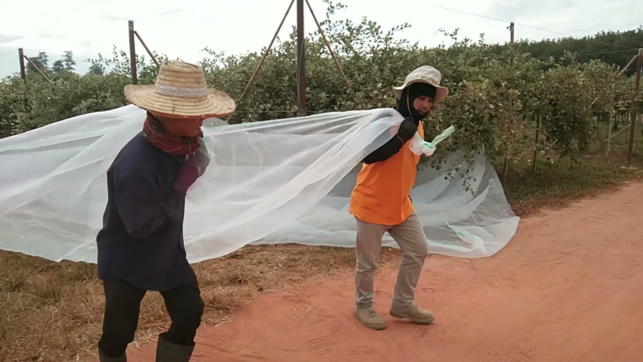 กางมุ้ง เย็บมุ้งสวนพุทราพี่ยอดคะ