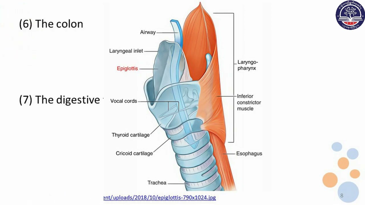 Grade 10 Biology, Chapter 4, Part 9