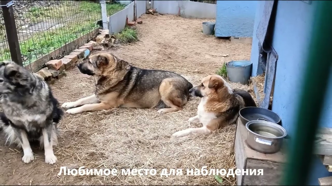 Поздняя осень.Ноябрь 2024 года