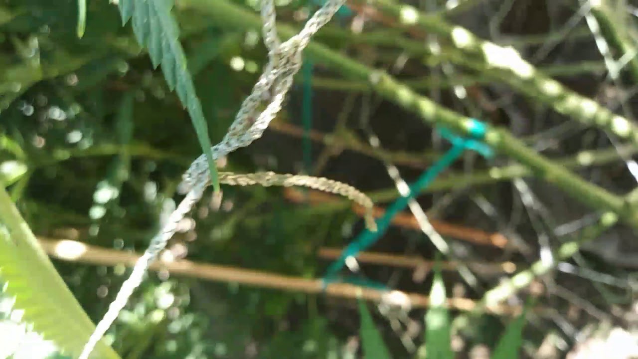 Growing tga cuvee and killer grape/ bug problems 2017