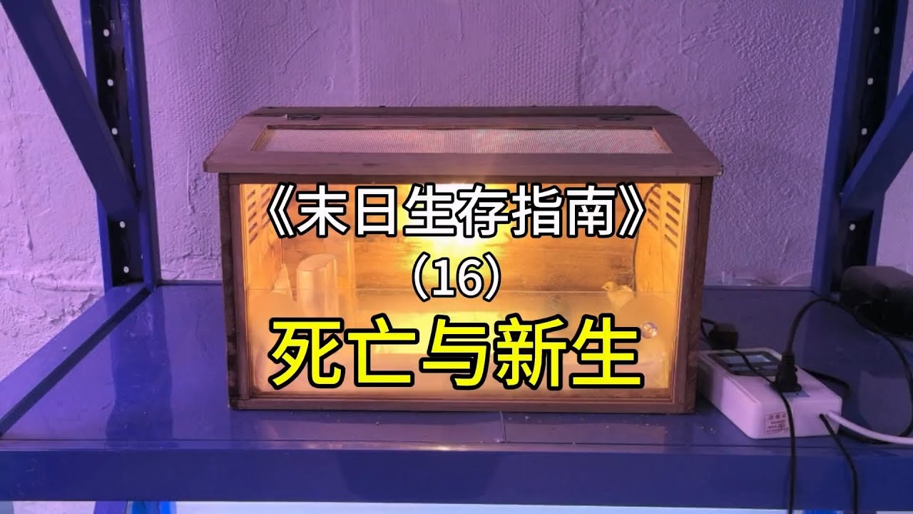 罗非鱼中毒团灭，生态系统迎来新生命#室内农场 #生态循环 #鱼菜共生 #沙雕日常 【刘惟与】