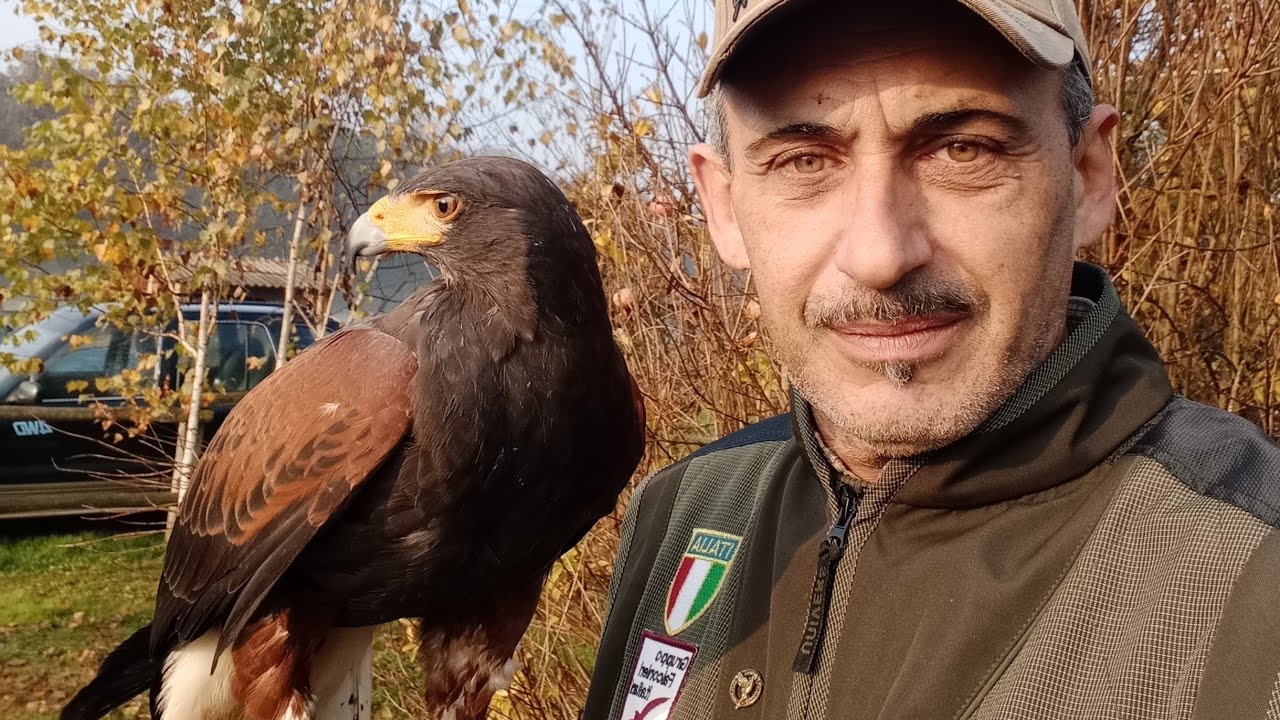 A caccia con Merida, poiana di Harris, falconeria.