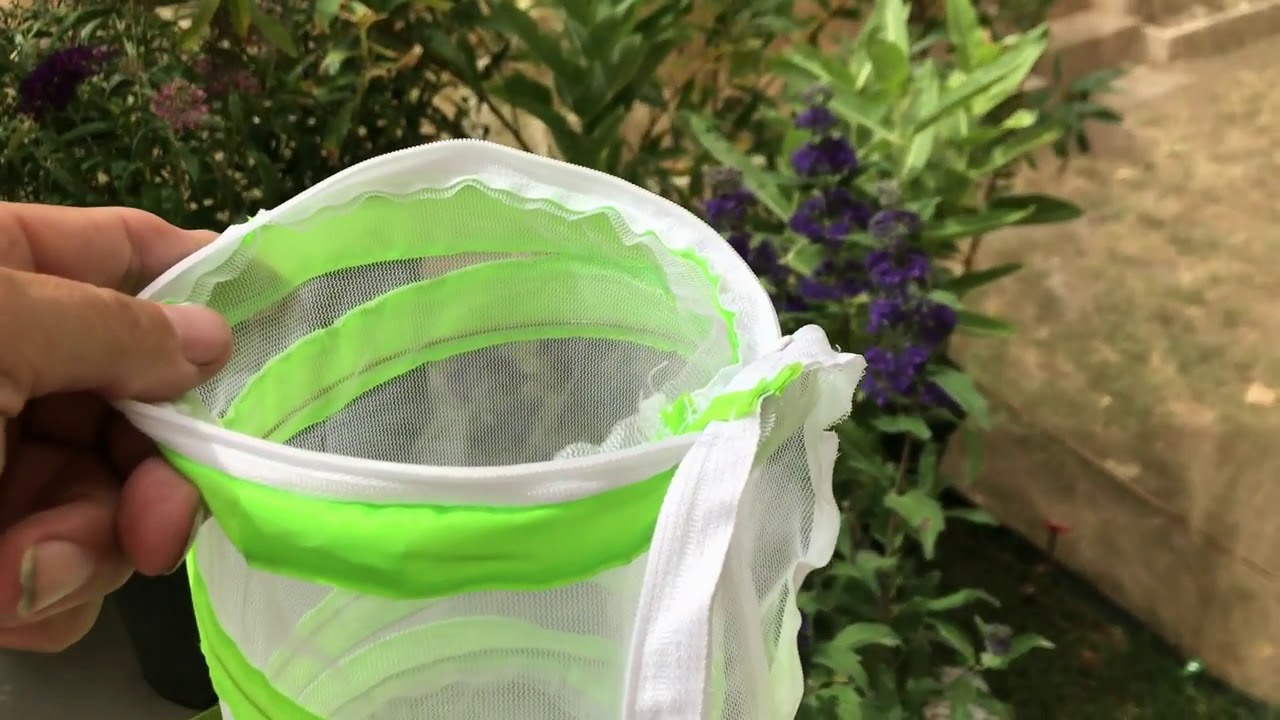 Pairing Raised Monarchs to Obtain Many Eggs