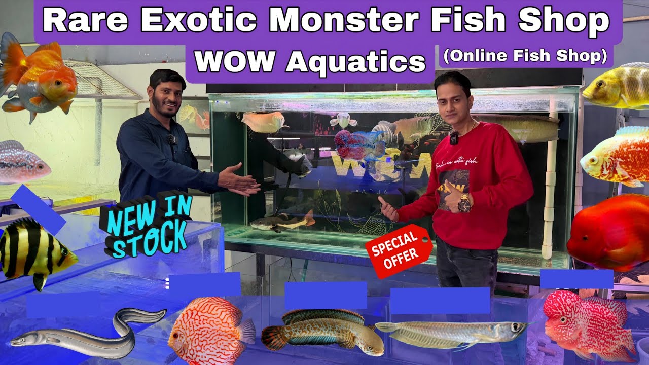 Huge stock of Rare Unseen Monster Fish | All over india delivery | New Stock Update | Wow aquatics