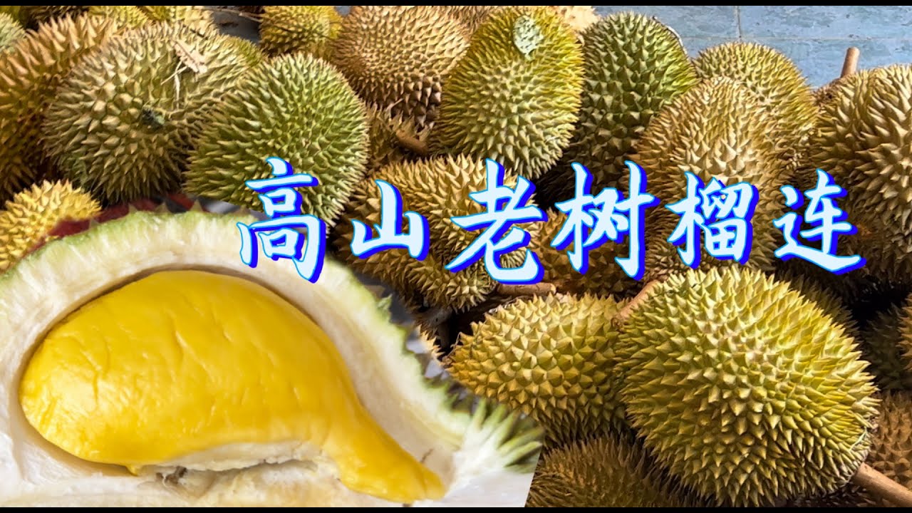 探访加叻三十七年高山老树榴连，不放农药，只放有机肥，品尝胡芦，D88，甘榜，Luk，山竹，各种红毛丹等等！每粒都让人惊喜，园主说：虫眼多，吃的安心……