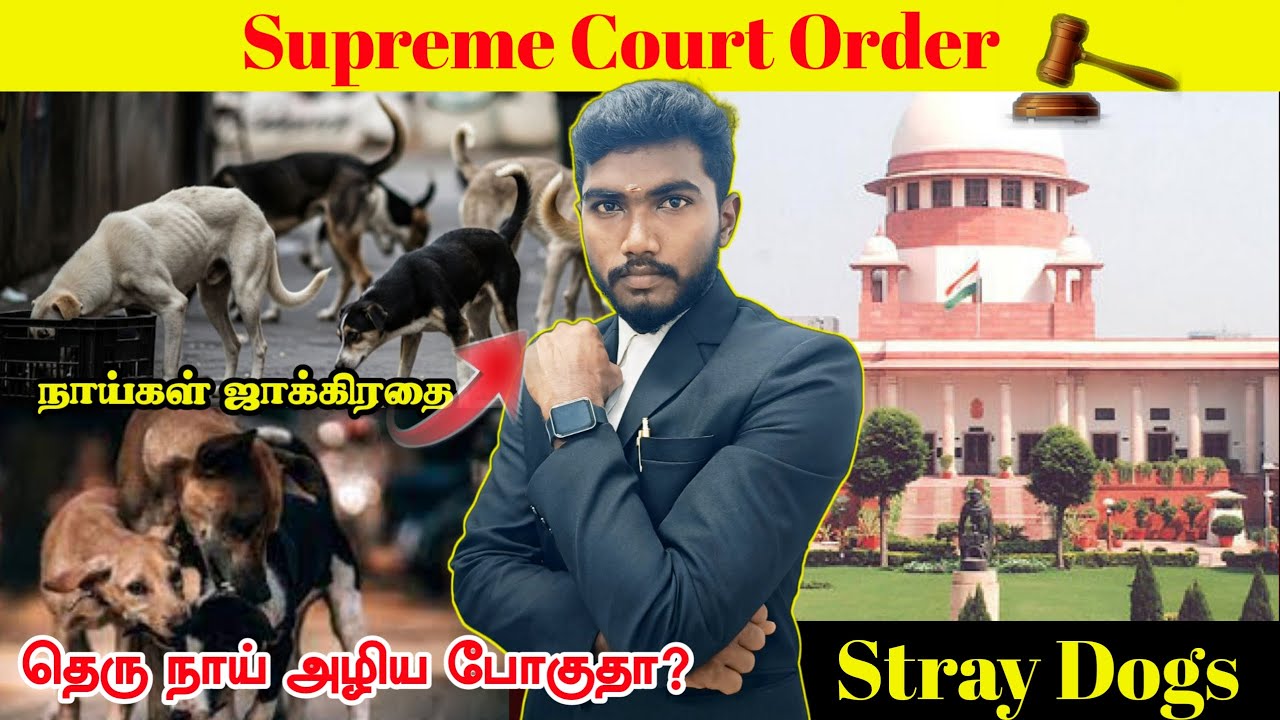 Stray Dog's Alert 🤯 Supreme court Judgement ⚖️ தெருநாய்கள் அழிய போகுதா? #straydogs #supremecourt 