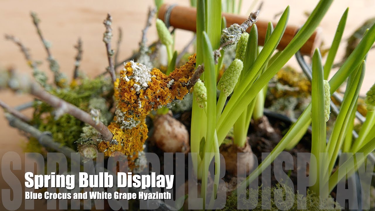 Spring Bulb Display, simply made