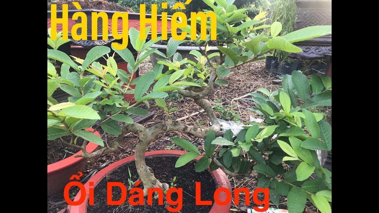 Ổi Bonsai | Ổi Dáng Long | Cây Cảnh Biên Hoà | Cây Cảnh TV