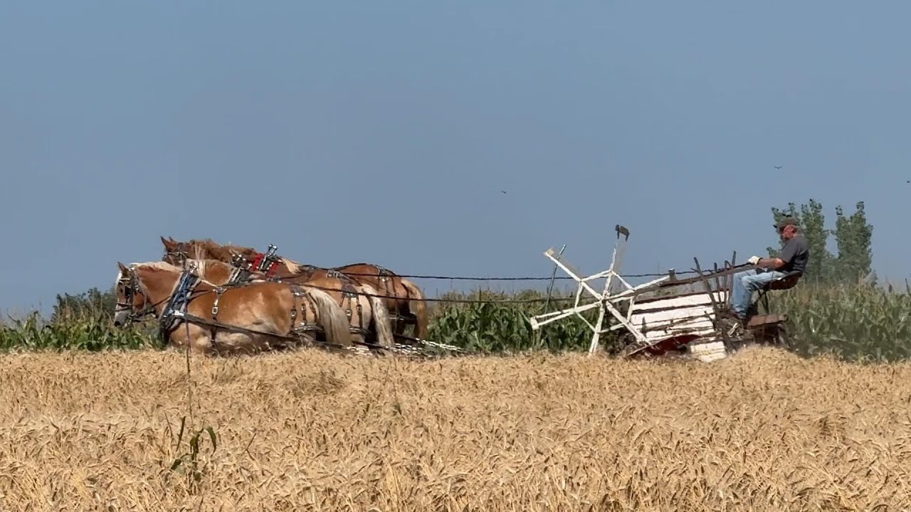 Draft Horses and Mules at Western Minnesota Steam Threshers Reunion