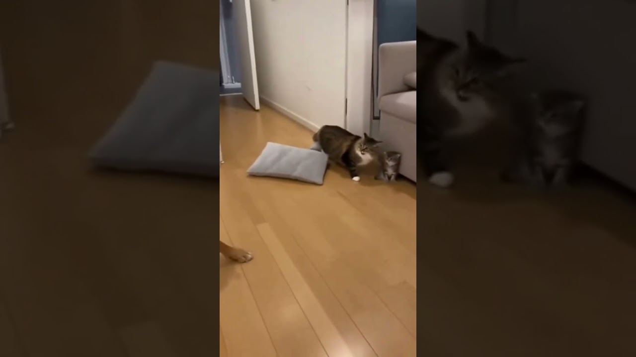 Cat Mom Defends Her Baby From Dog 😳 #shorts