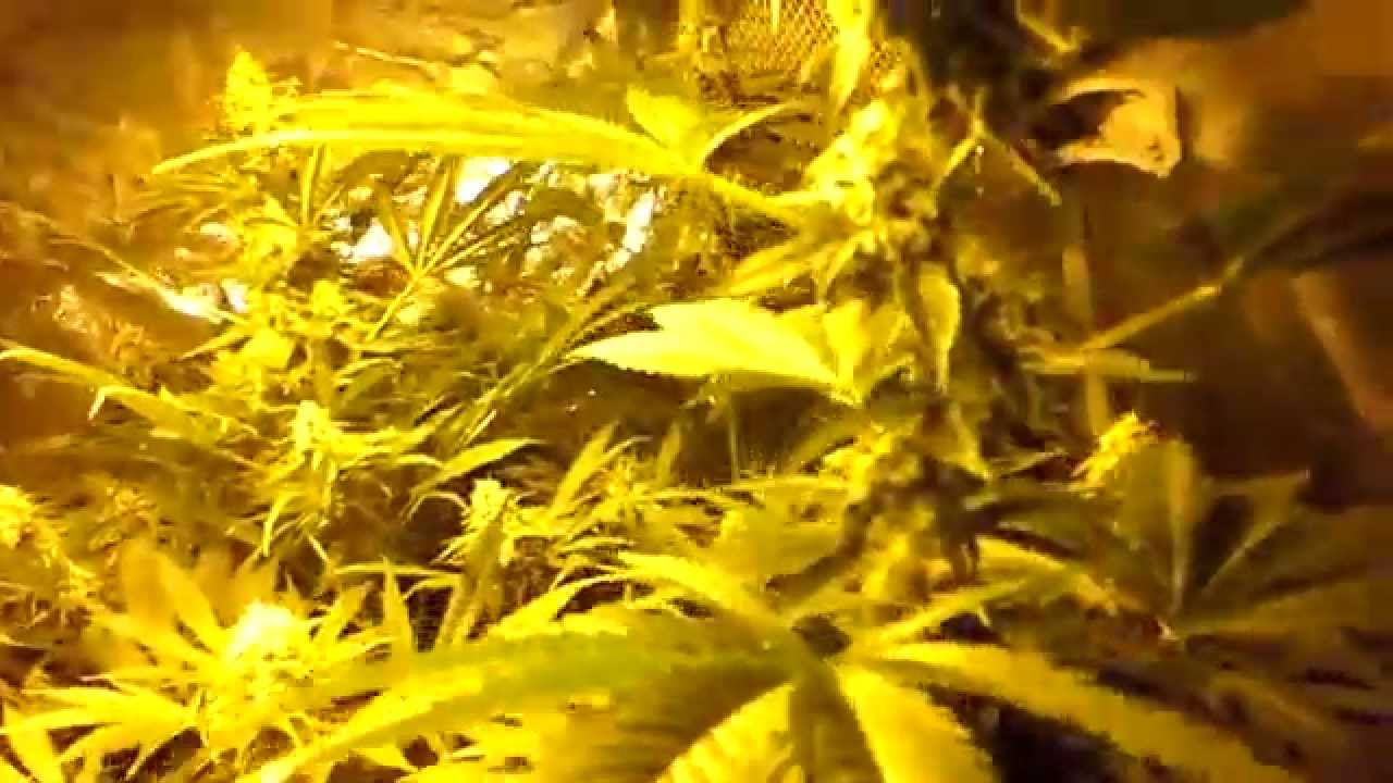6212 MMJ GROW- Six Weeks of Flower