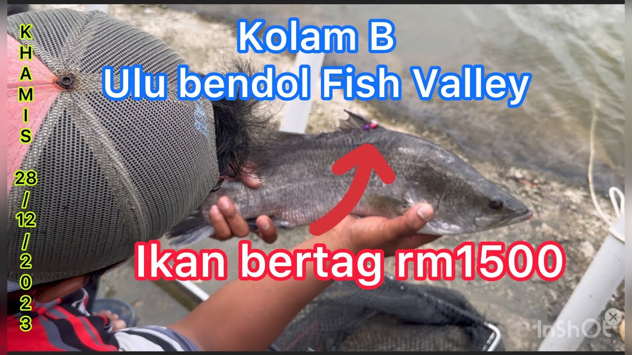 Khamis 28-12-2023 Sekor ikan bertag bernilai rm1,500 hanye di kolam B ulu bendol fish valley 