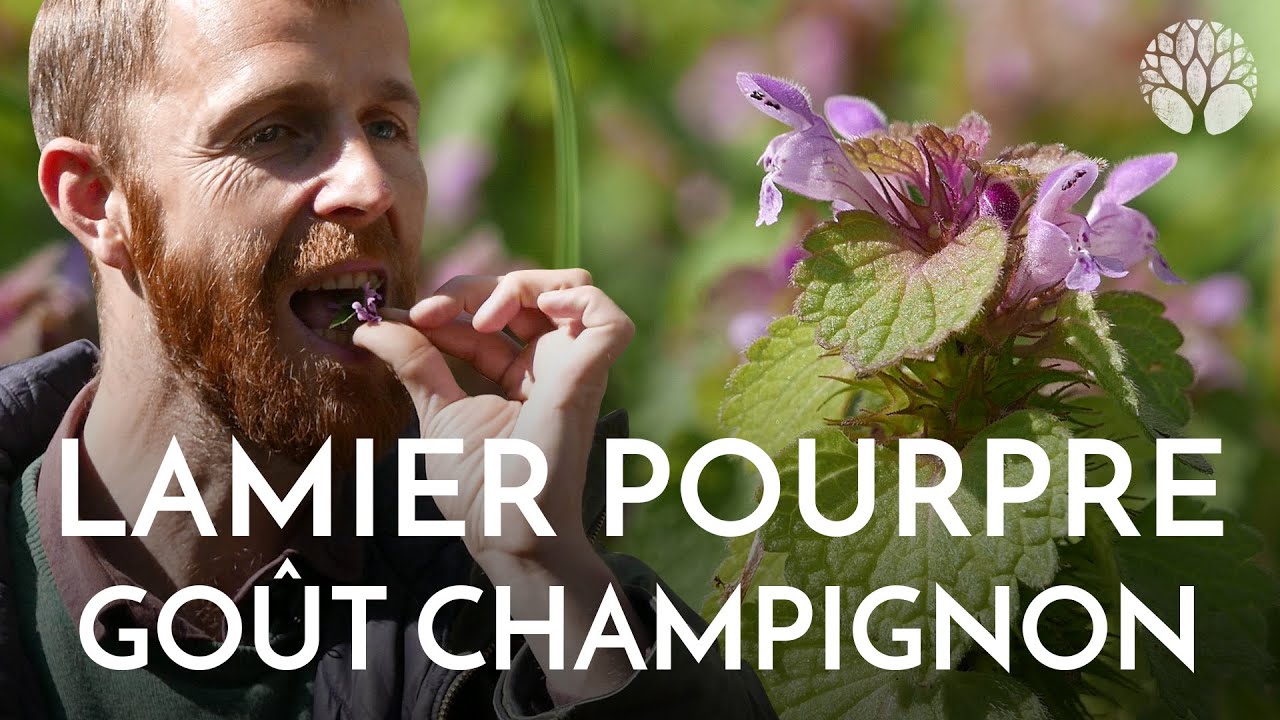Le lamier pourpre se mange et a un goût de champignon