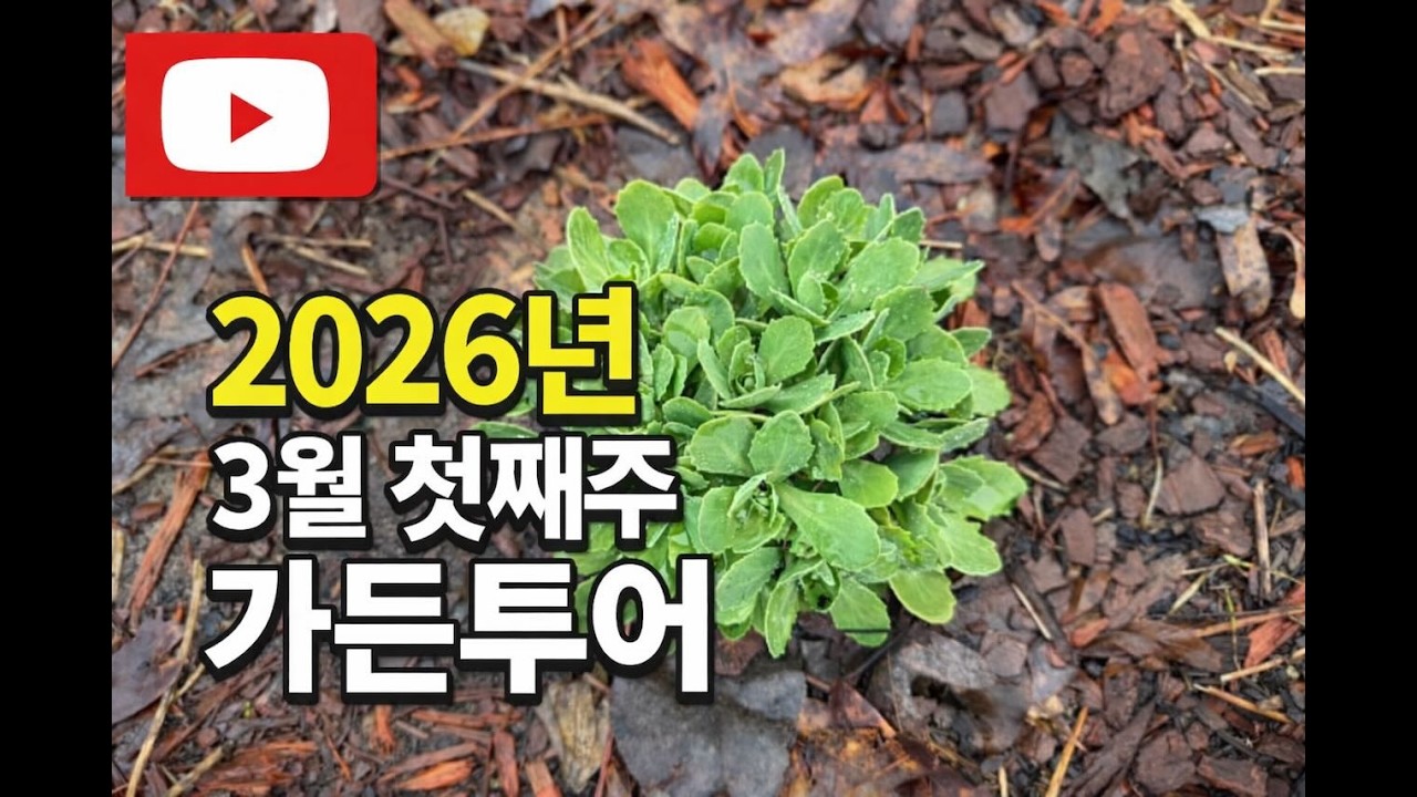 꽃보다 설레는 순간 | 봄비 내린 뒤 3월 정원 (Zone 8a)
