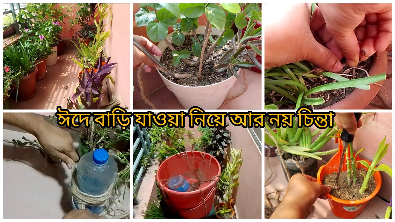 ঈদে বাড়ি যাওয়ার আগে আমি বারান্দার গাছ যেভাবে রেখে যায়।। plant care ।।